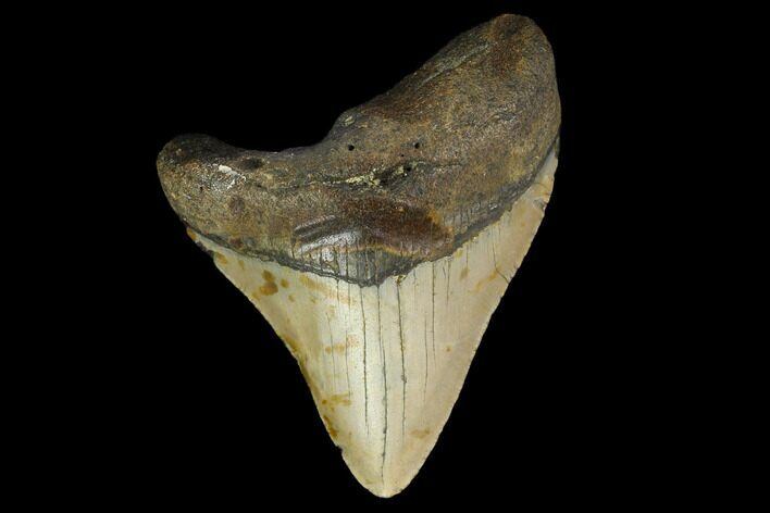 Bargain, 3.75" Fossil Megalodon Tooth - North Carolina